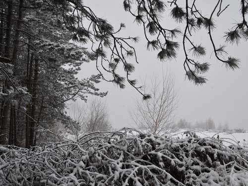 Foto Frumoasa natura (c) Petru Goja